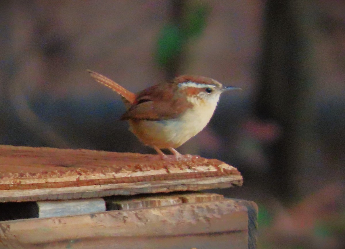 Carolina Wren - ML615188904