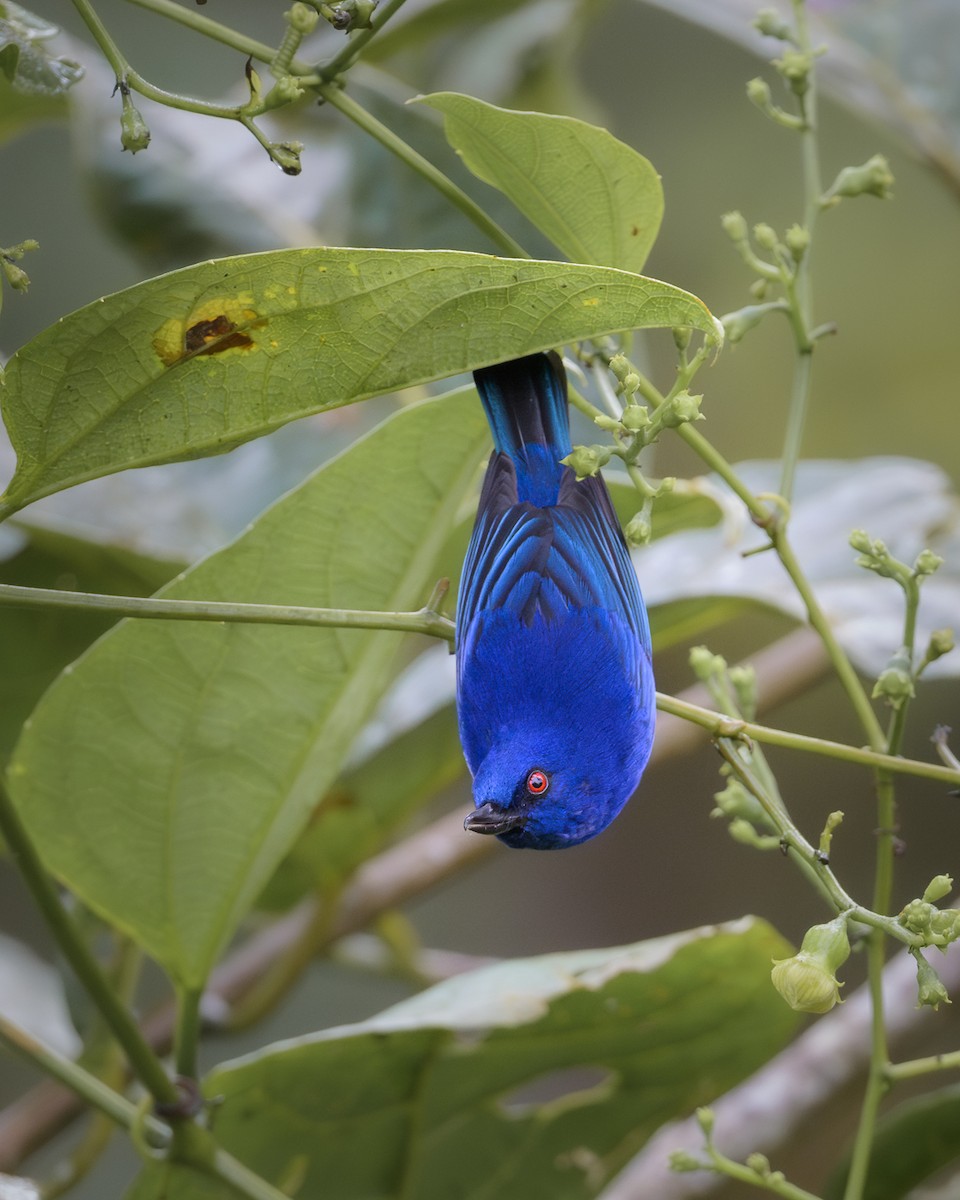 Indigo Flowerpiercer - ML615188932