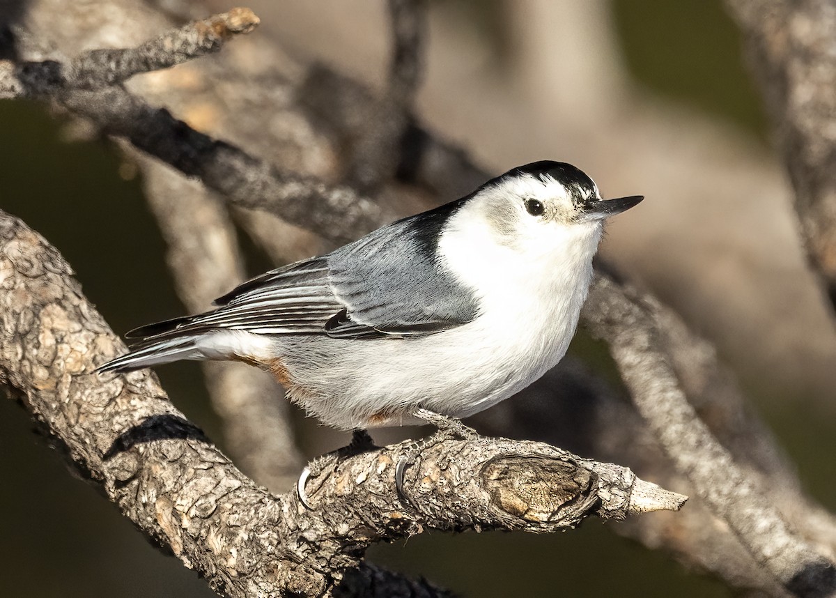 White-breasted Nuthatch - ML615188937