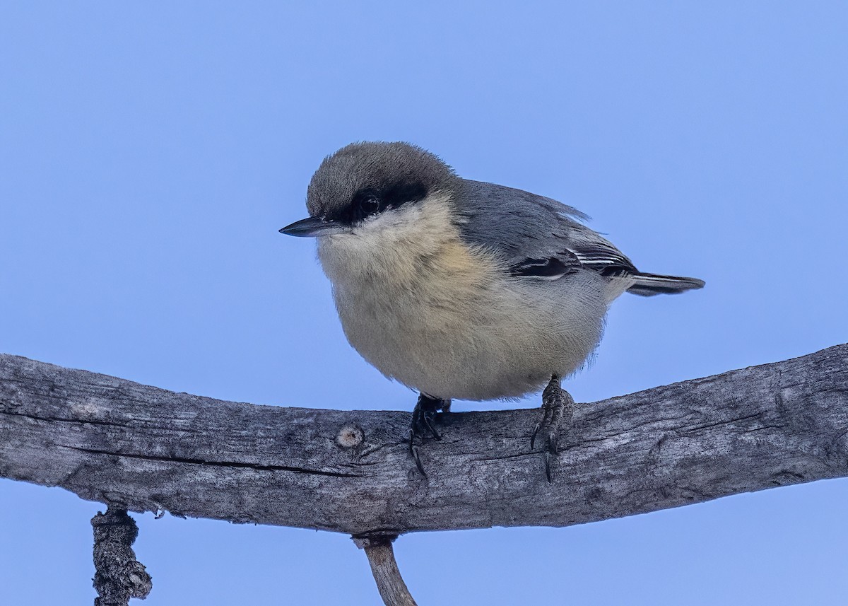 Pygmy Nuthatch - ML615188943