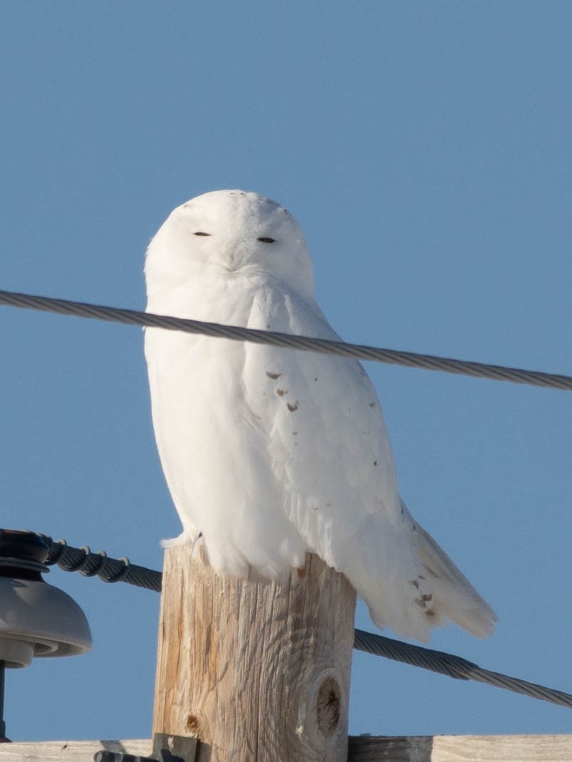 Snowy Owl - Kathlin Simpkins