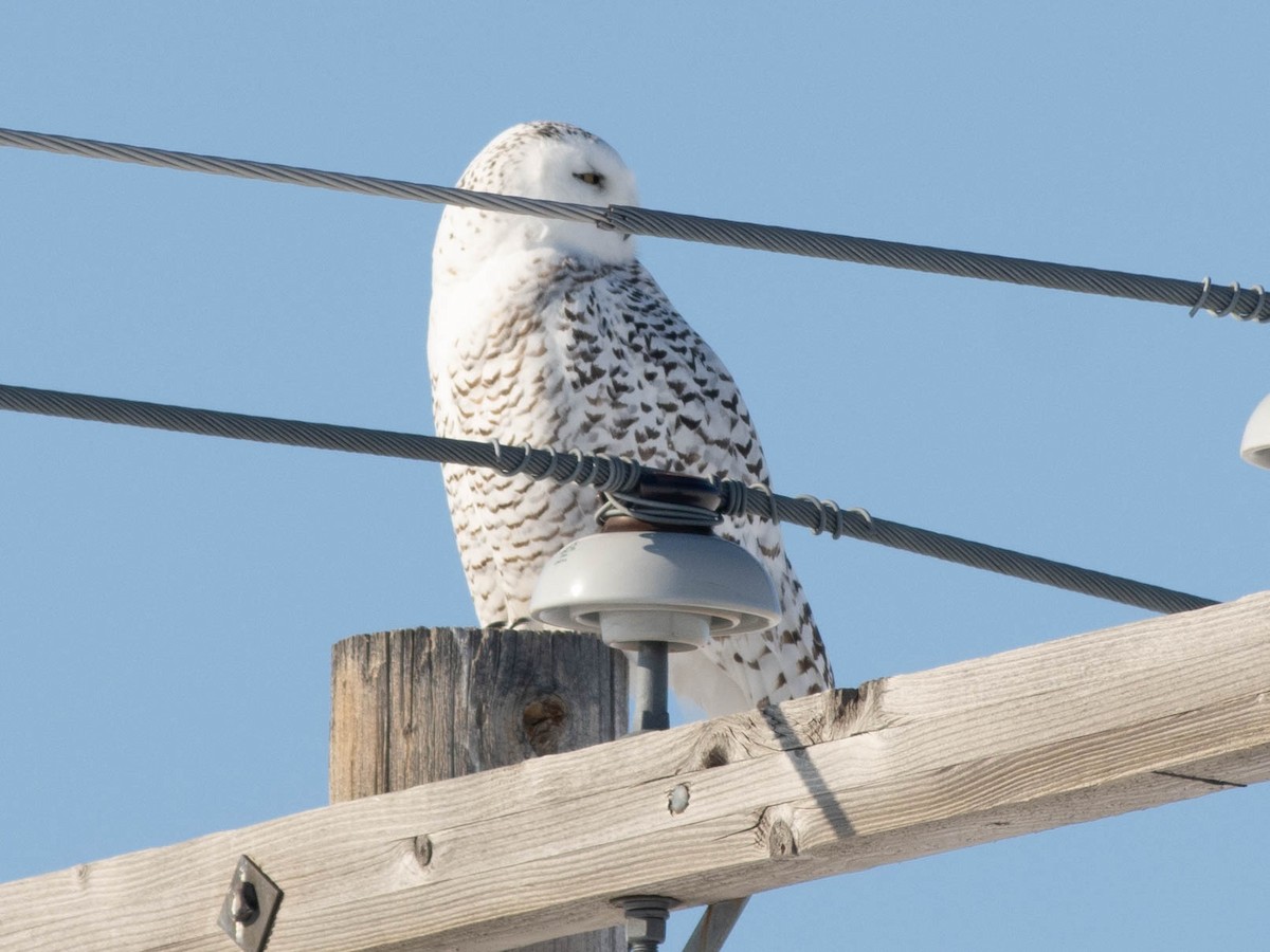 Snowy Owl - Kathlin Simpkins