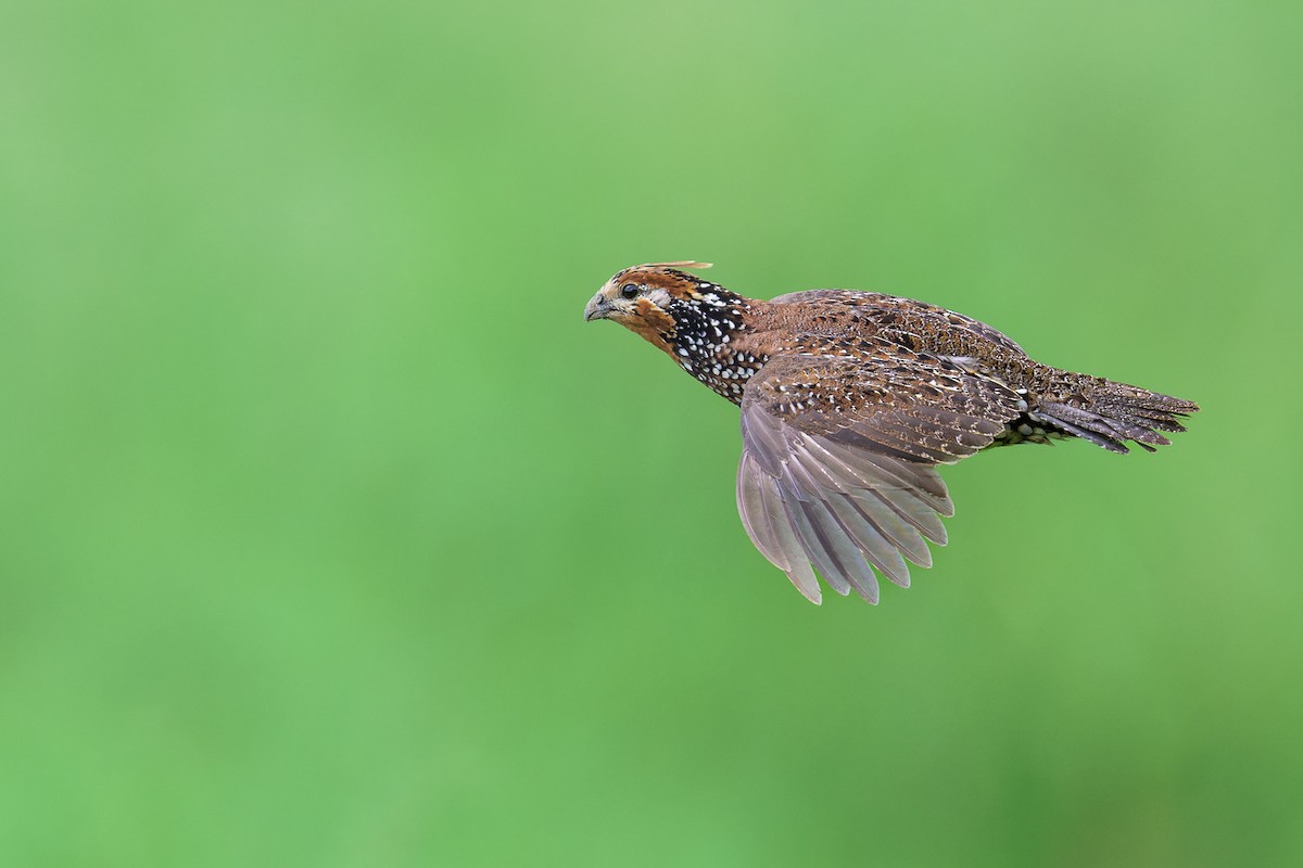 Crested Bobwhite - ML615188996