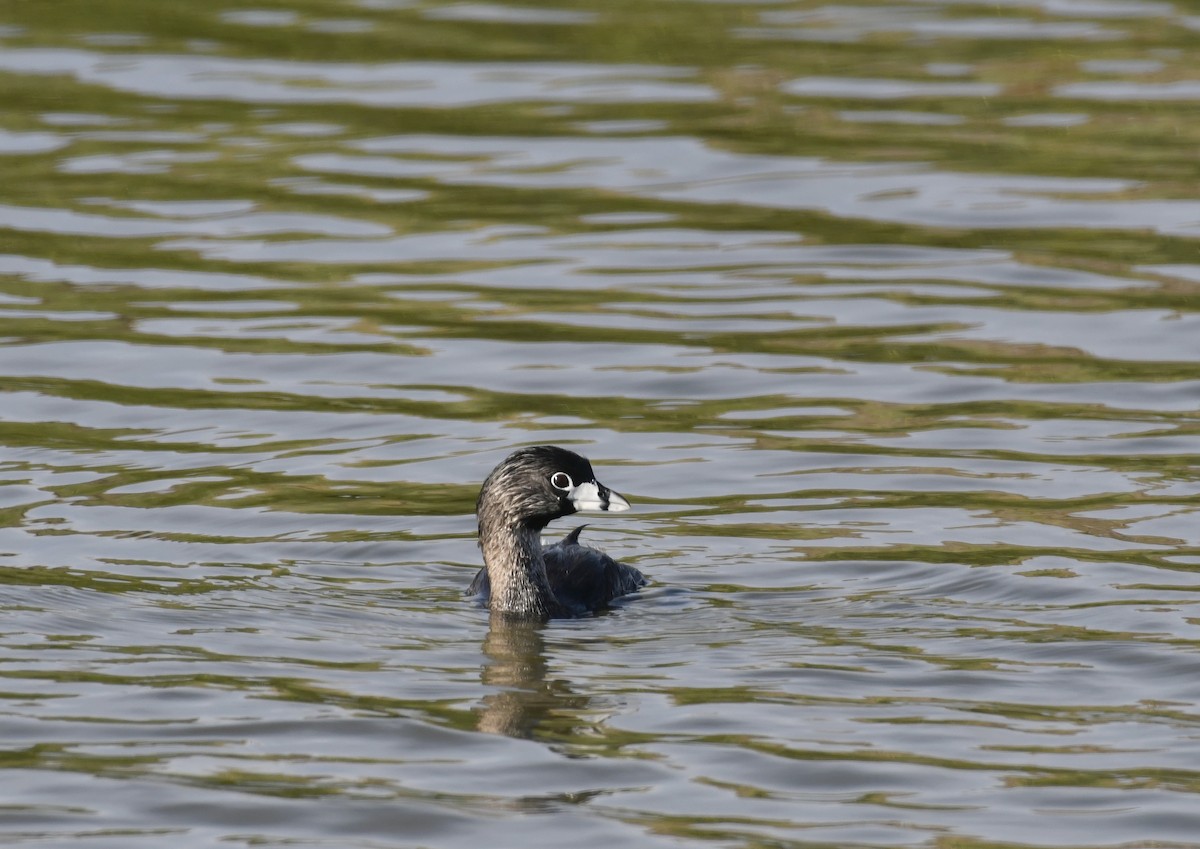 Pied-billed Grebe - ML615189003