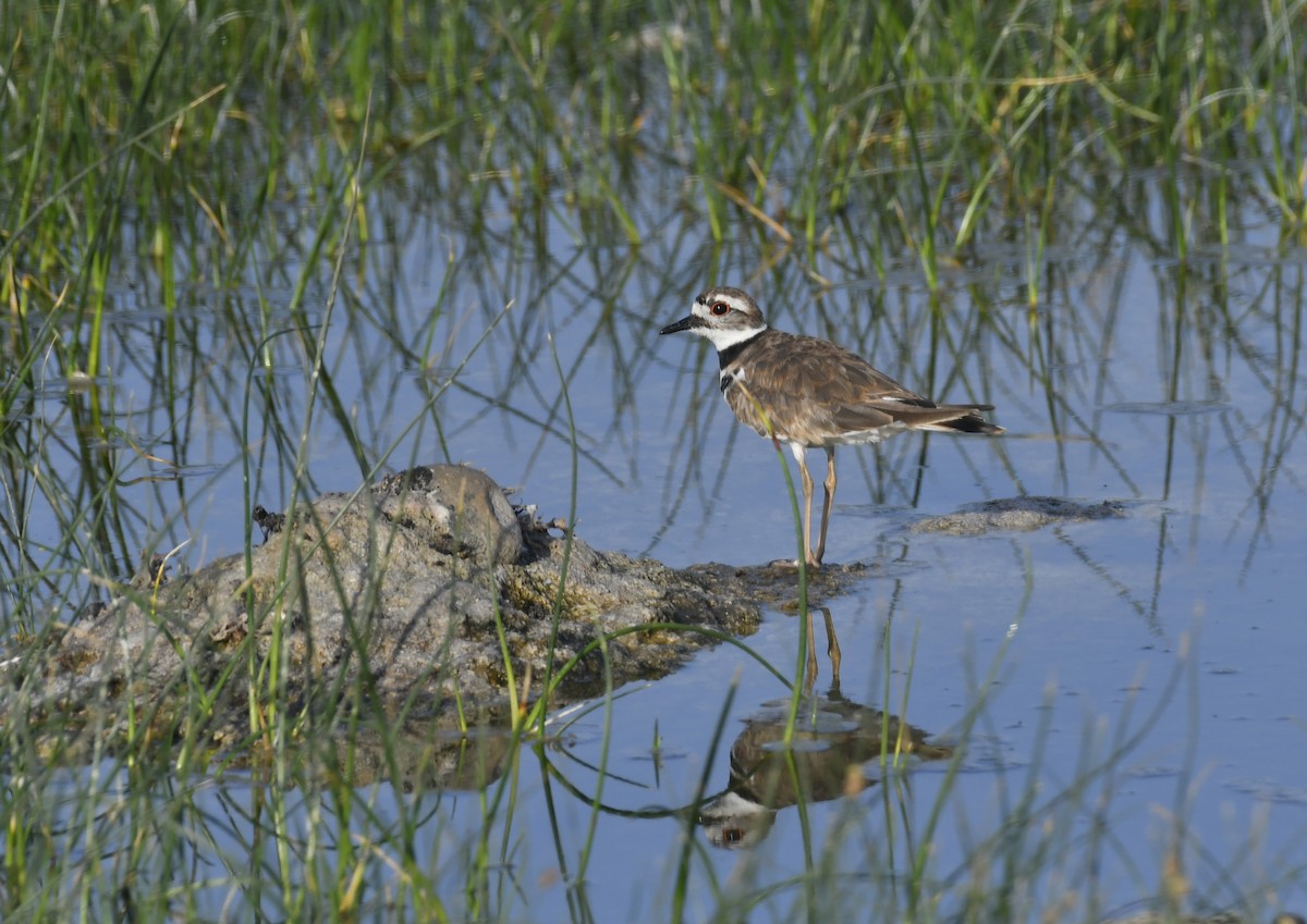 Killdeer - ML615189016