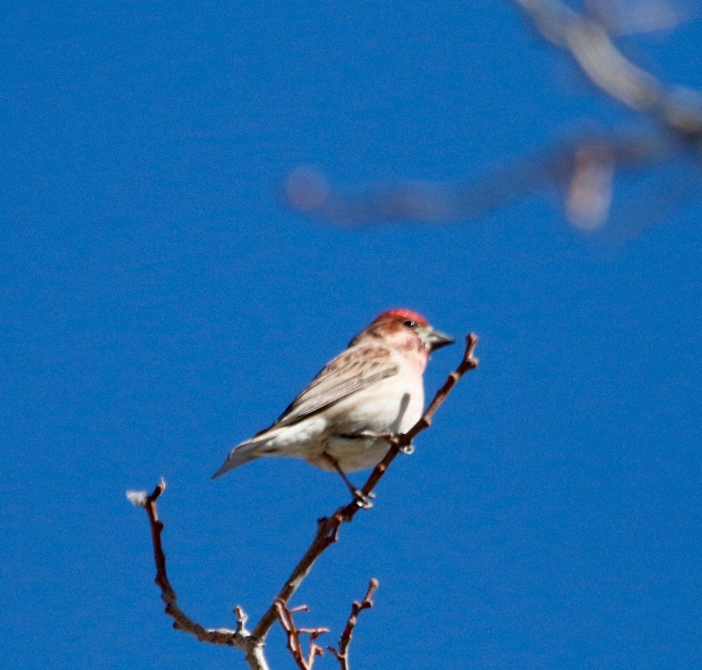 Cassin's Finch - ML615189103