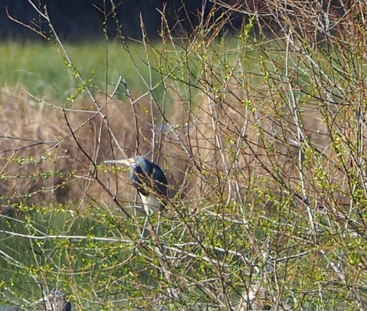 Tricolored Heron - ML615189113