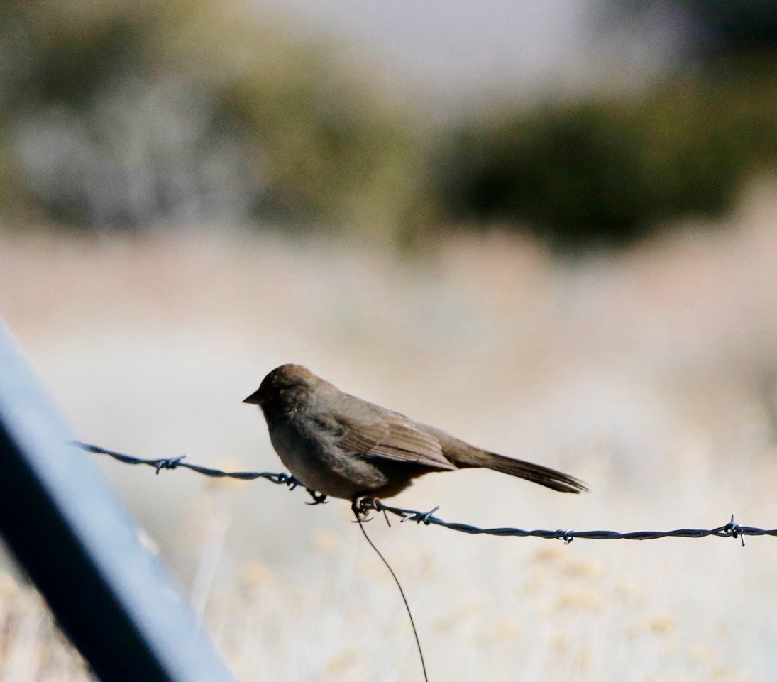 California Towhee - ML615189138