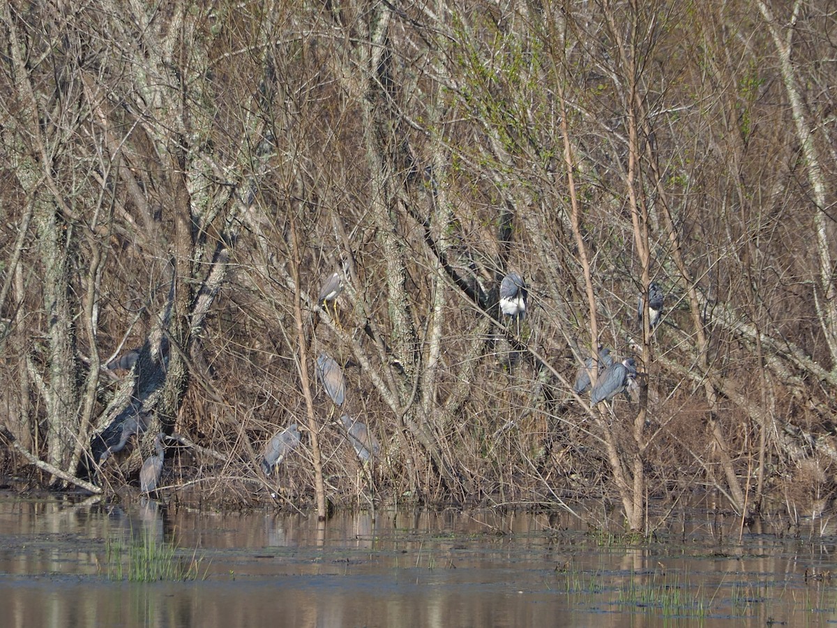 Tricolored Heron - ML615189252