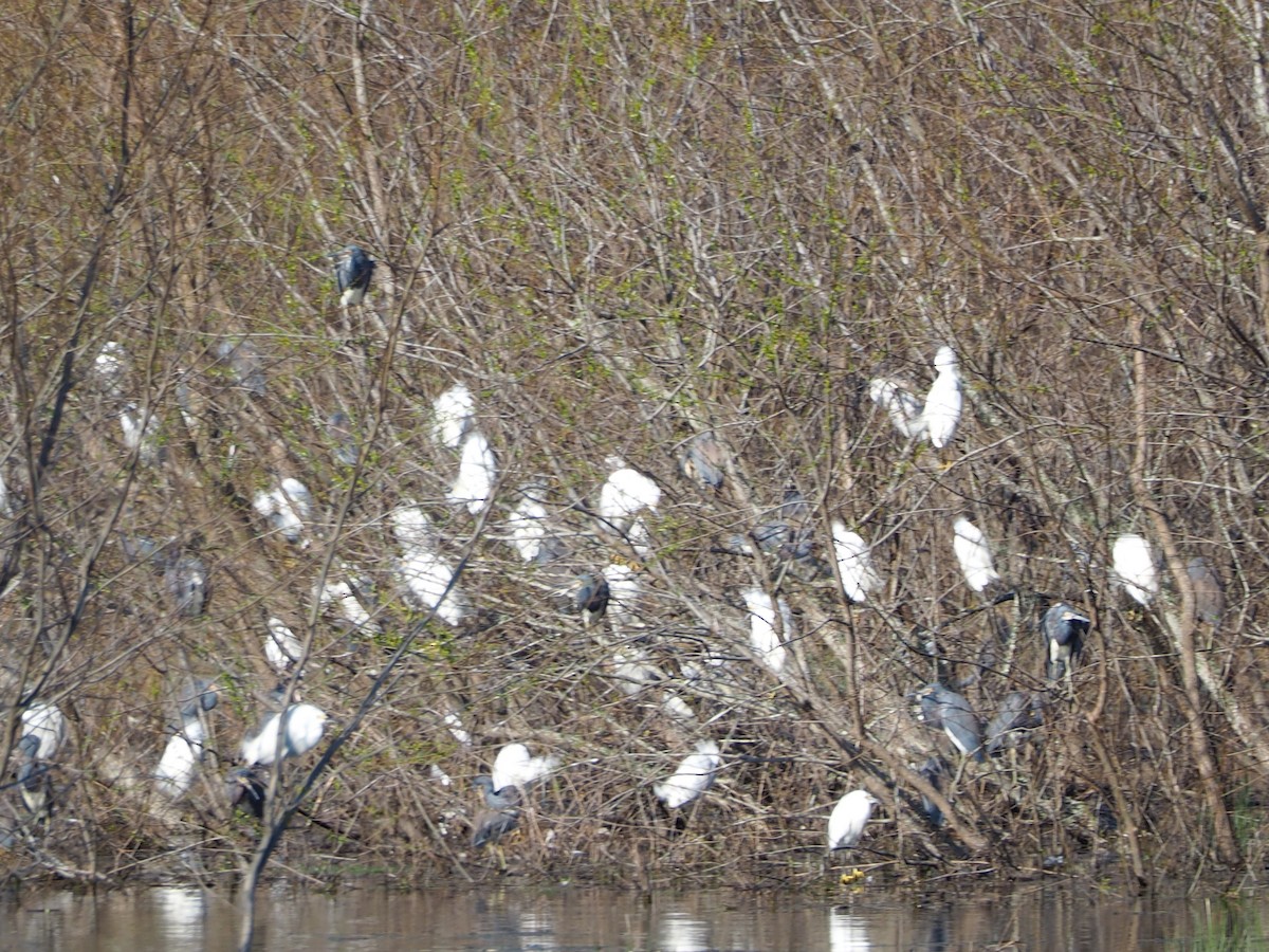 Snowy Egret - ML615189264