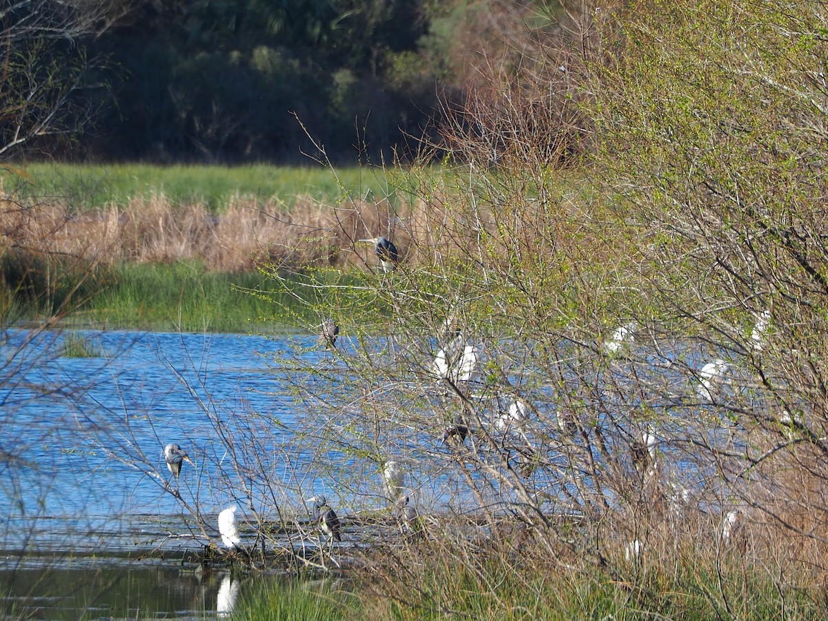 Snowy Egret - ML615189266