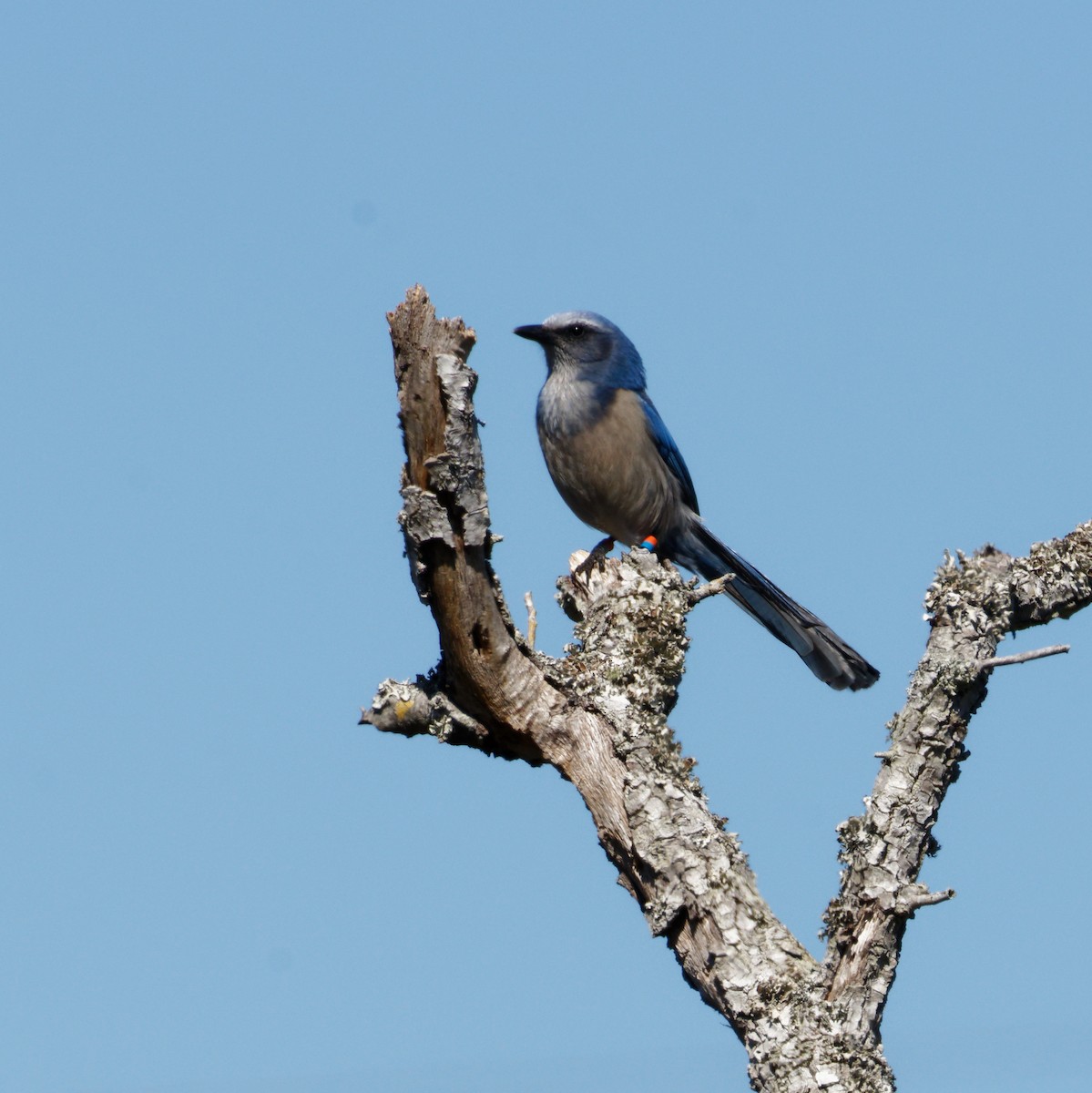 Florida Scrub-Jay - ML615189339