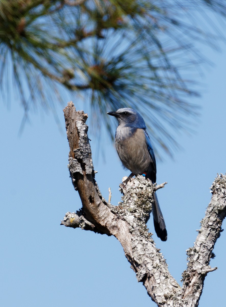 Florida Scrub-Jay - ML615189340