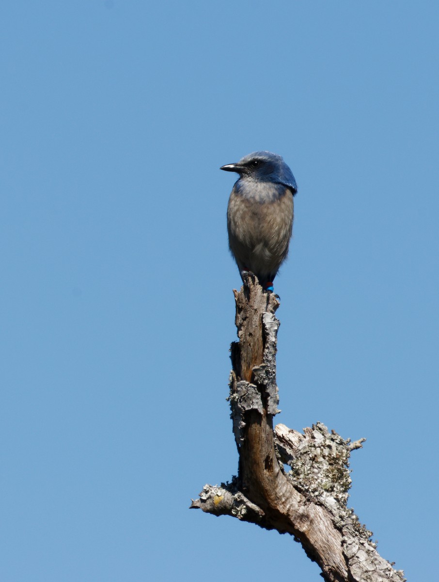 Florida Scrub-Jay - ML615189341