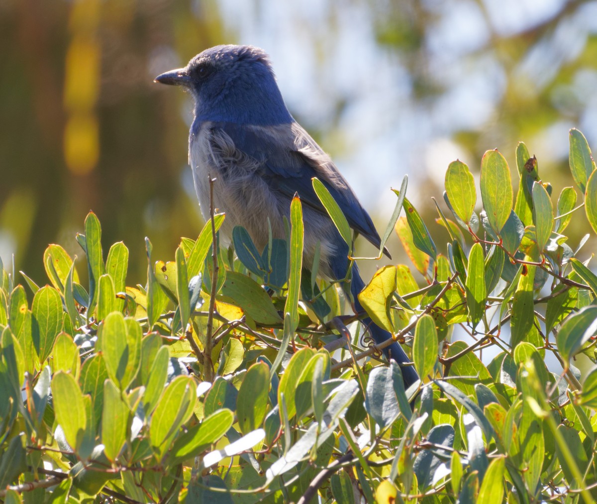 Florida Scrub-Jay - ML615189342