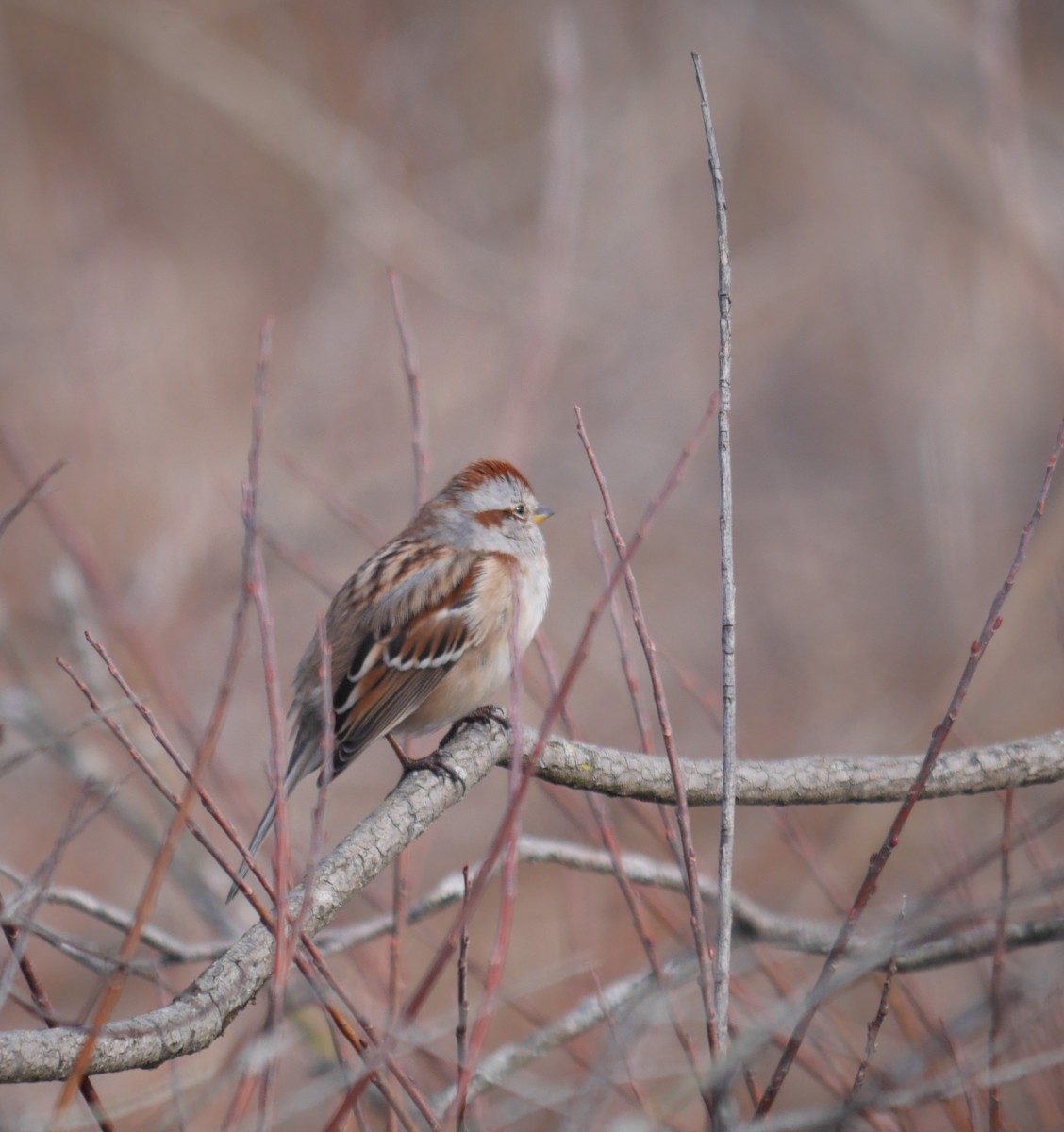American Tree Sparrow - ML615189348