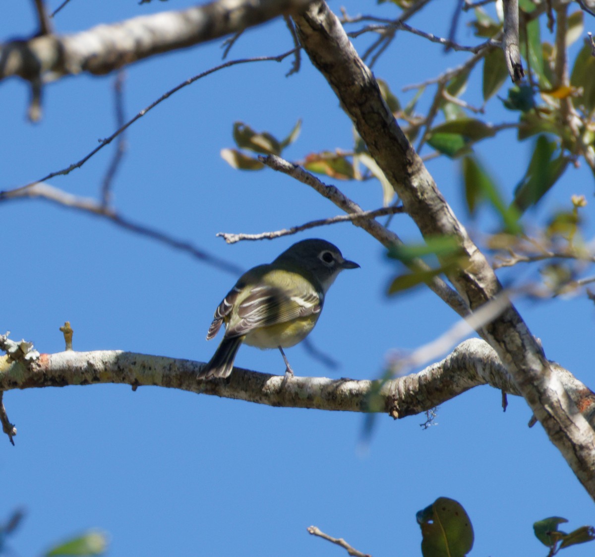 Blue-headed Vireo - Dennis Butcher