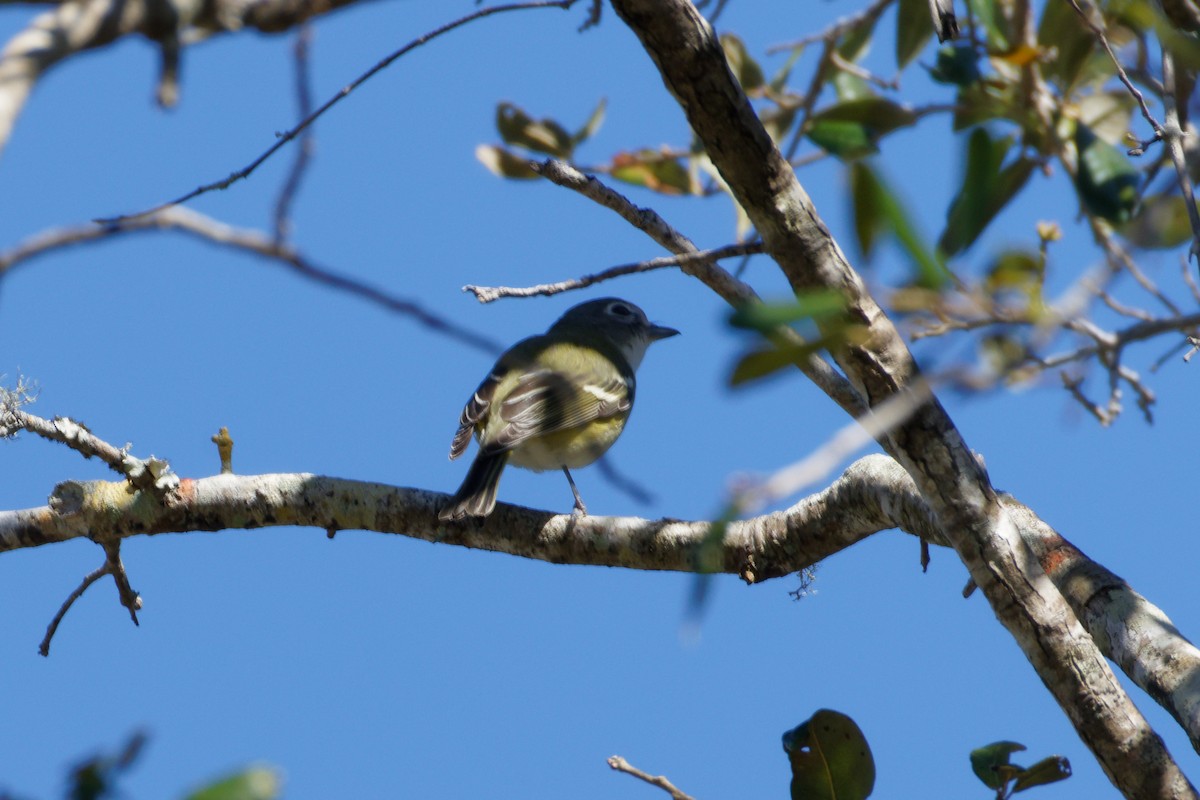 Blue-headed Vireo - Dennis Butcher