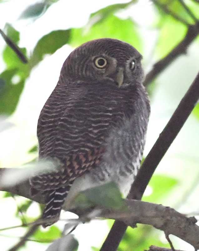 Jungle Owlet - Jay Wilbur