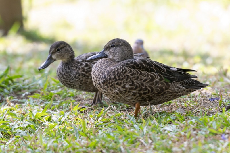 Blue-winged Teal - ML615189401