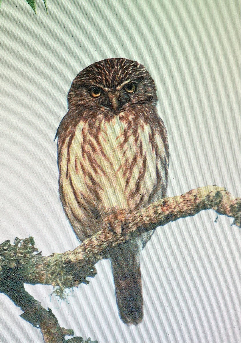 Ferruginous Pygmy-Owl - ML615189417