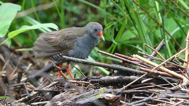 Paint-billed Crake - ML615189442