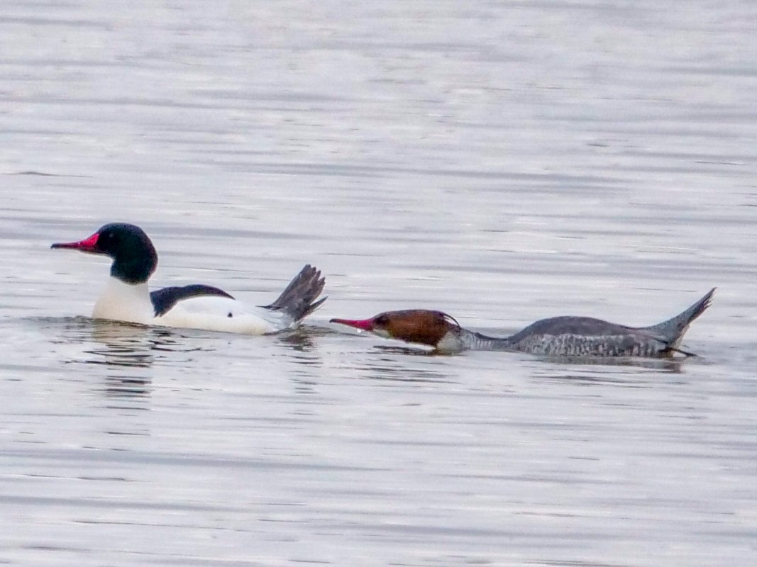 Common Merganser - ML615189505