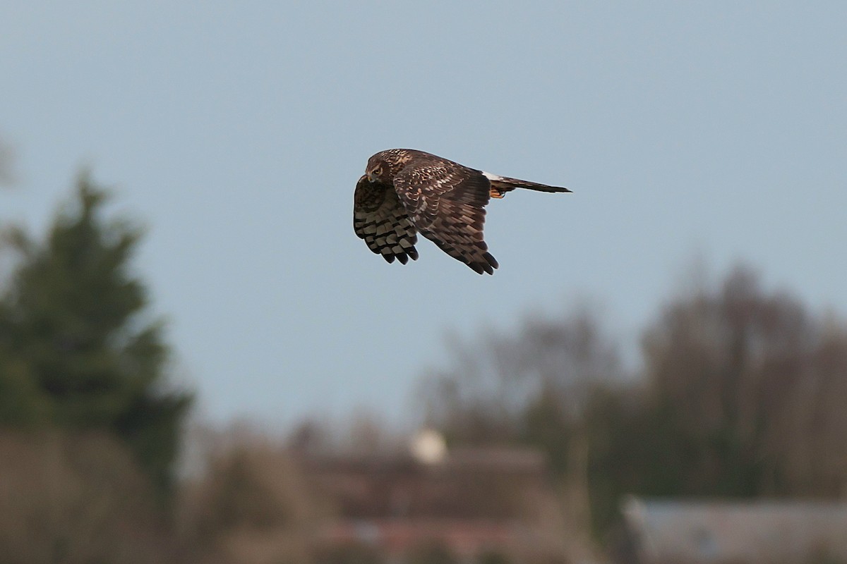 Hen Harrier - ML615189637