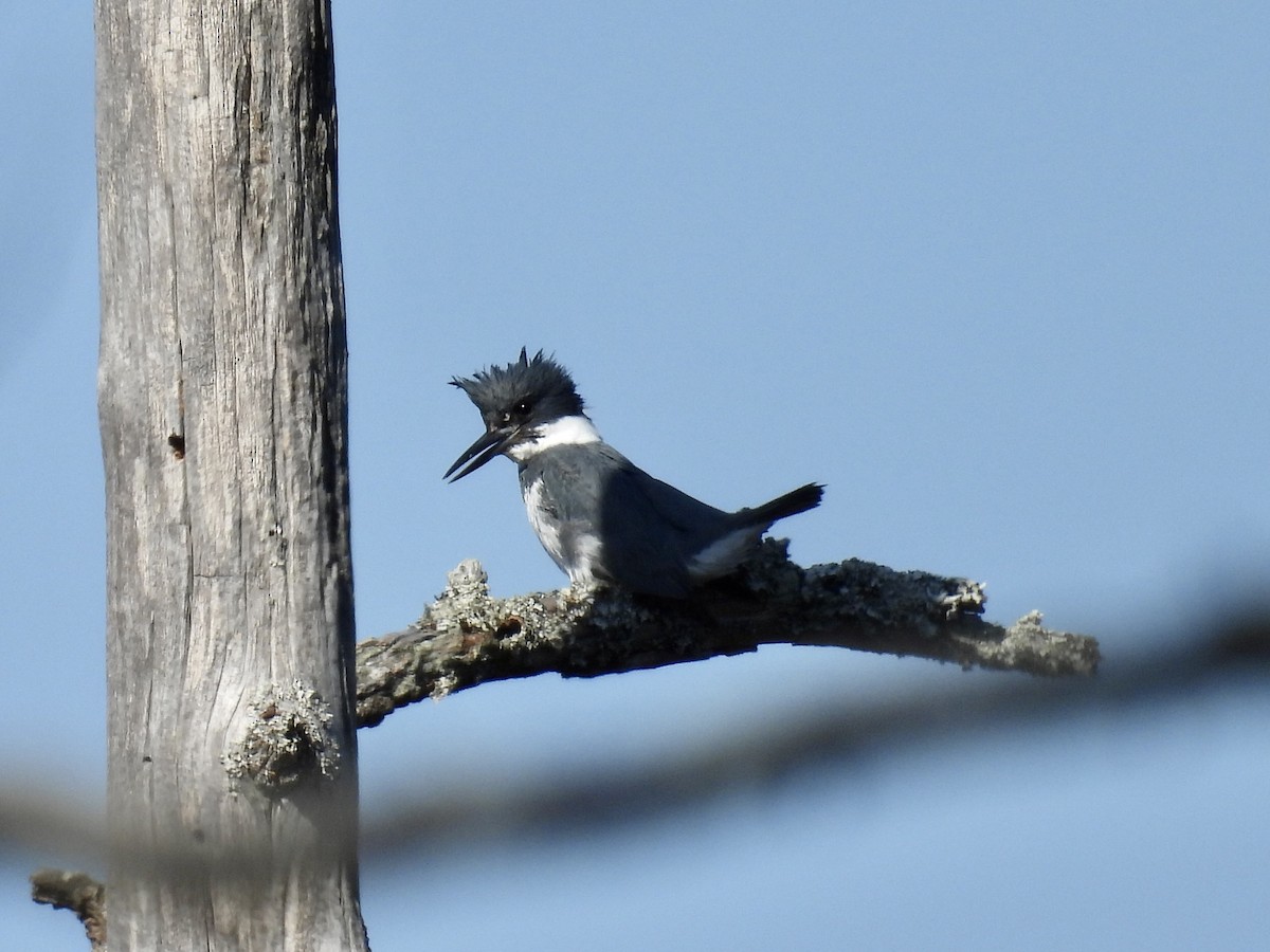 Belted Kingfisher - ML615189788