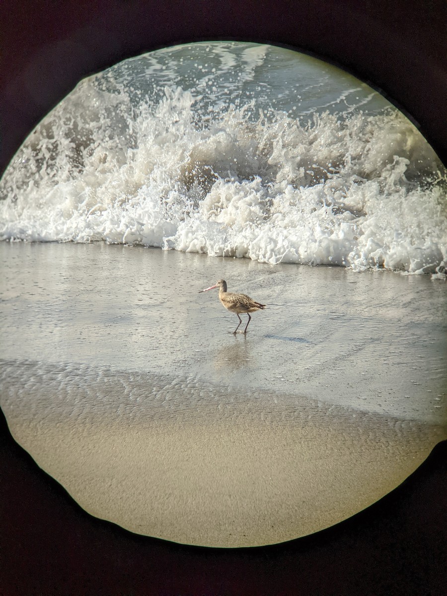 Marbled Godwit - ML615189826