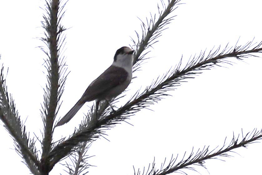 Canada Jay - ML615189835