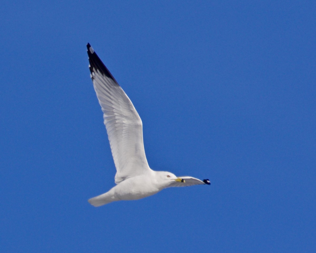 Ring-billed Gull - ML615189915