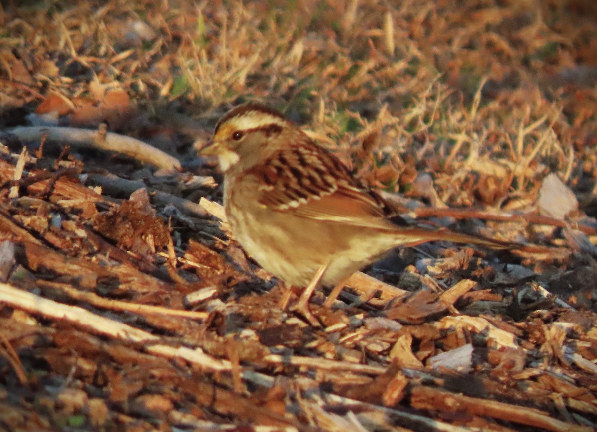 White-throated Sparrow - ML615189963