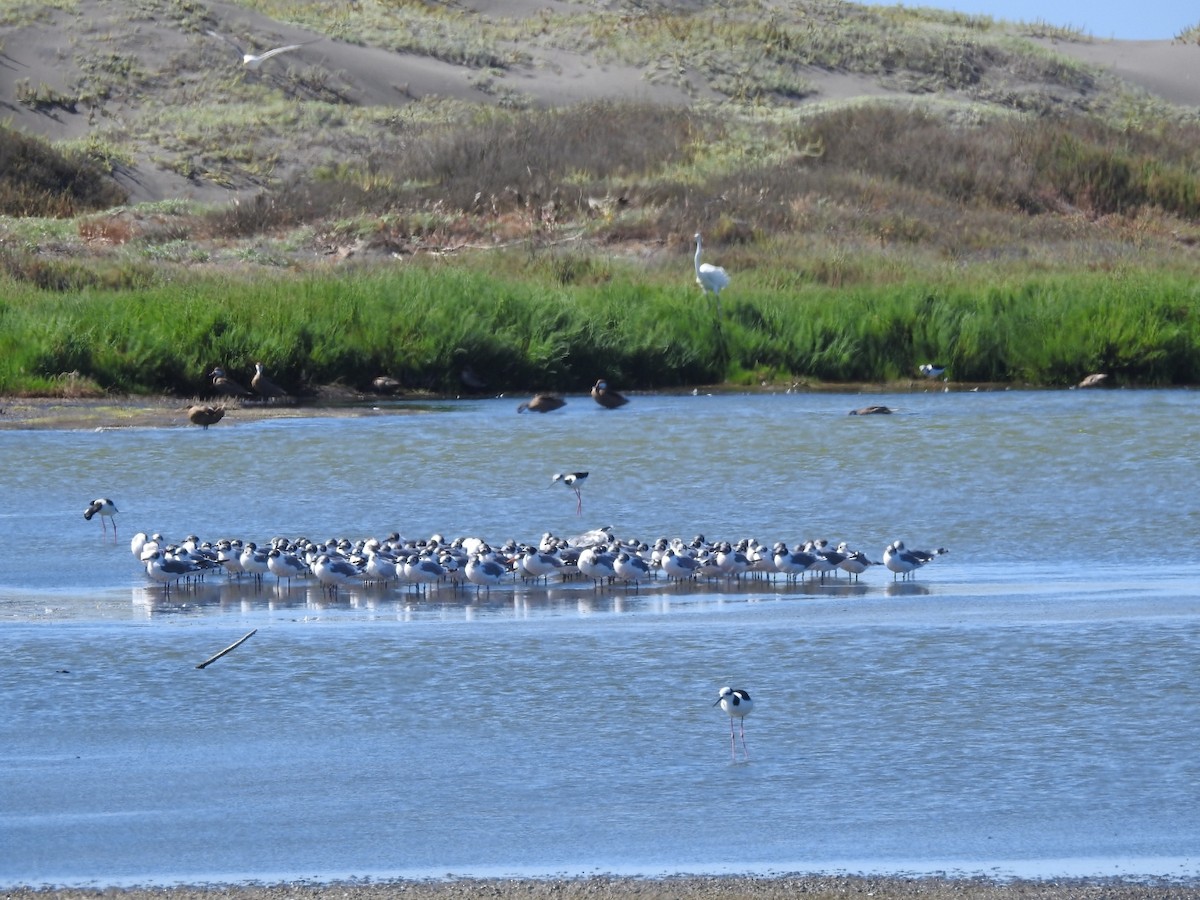 Franklin's Gull - ML615189994