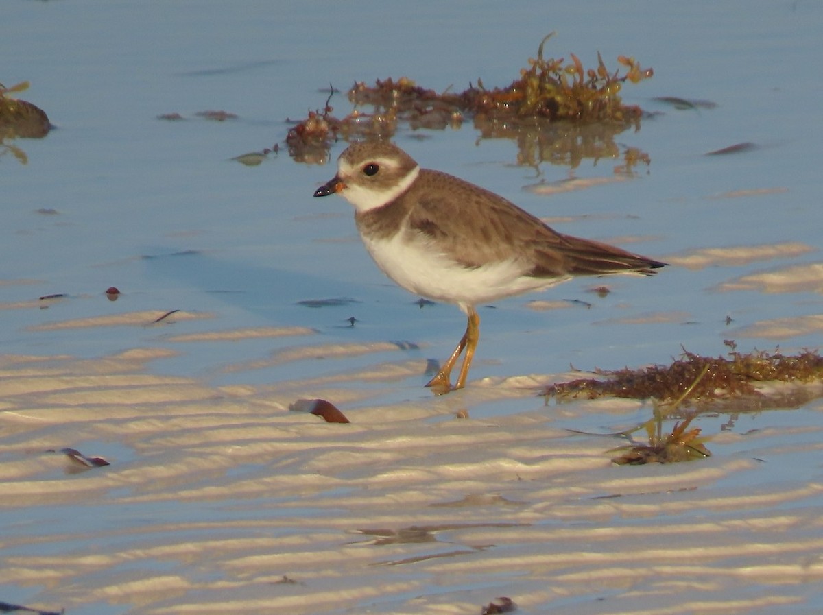 Semipalmated Plover - ML615190004
