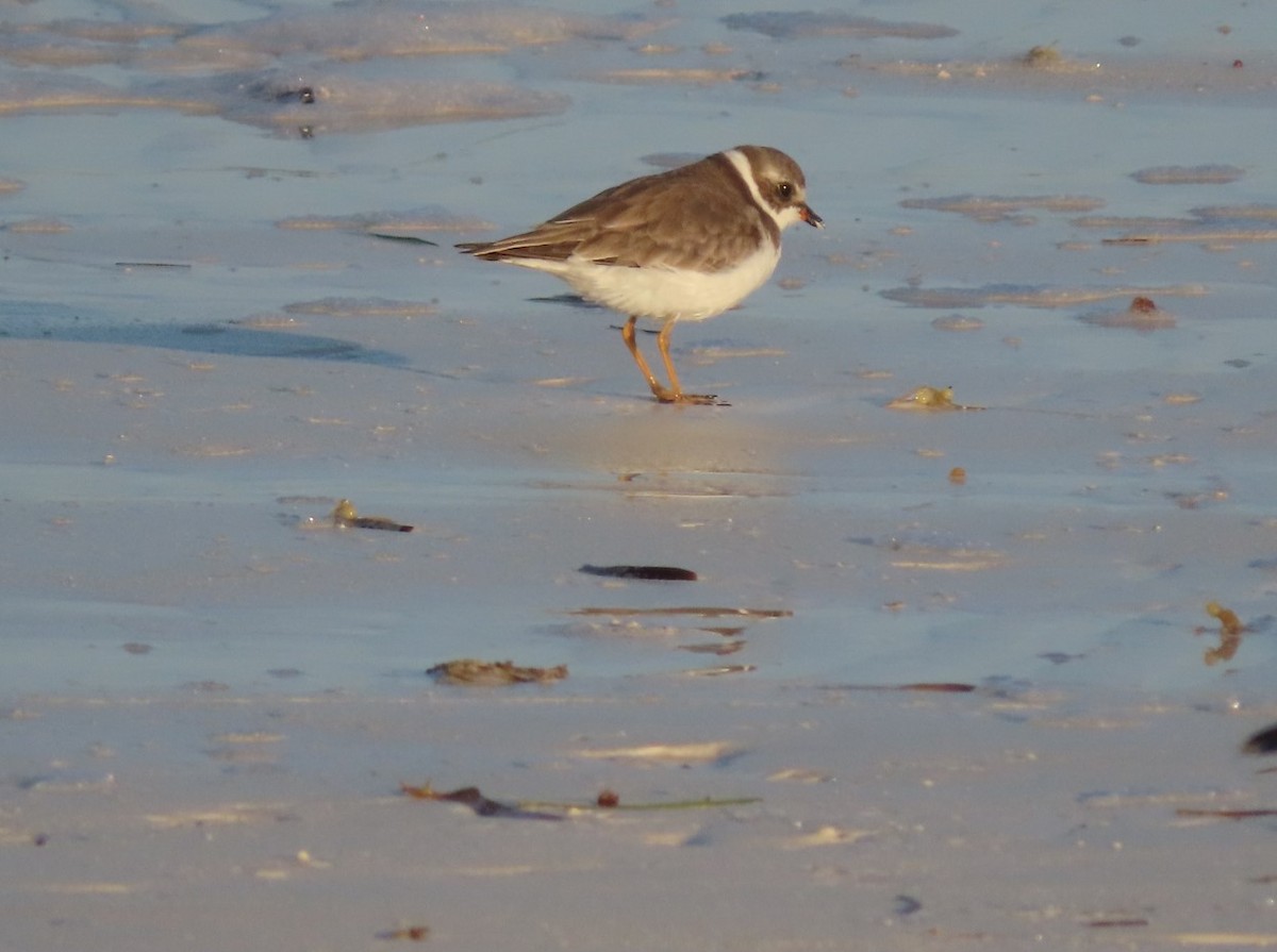 Semipalmated Plover - ML615190005