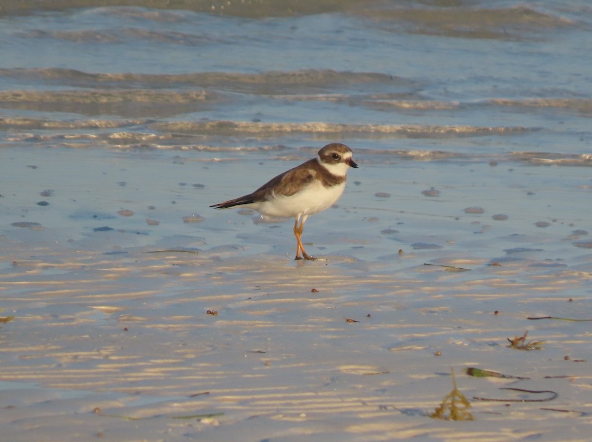 Semipalmated Plover - ML615190007