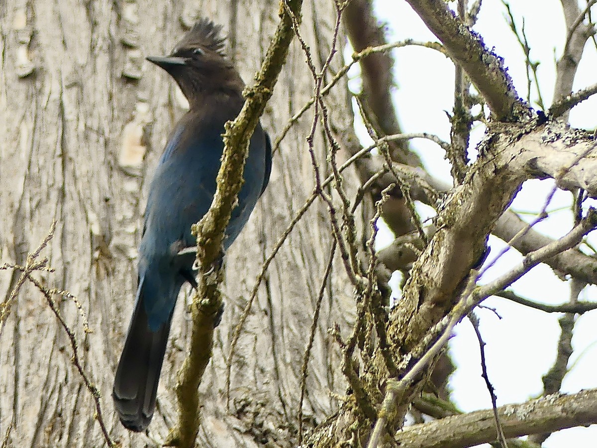 Steller's Jay (Coastal) - ML615190008