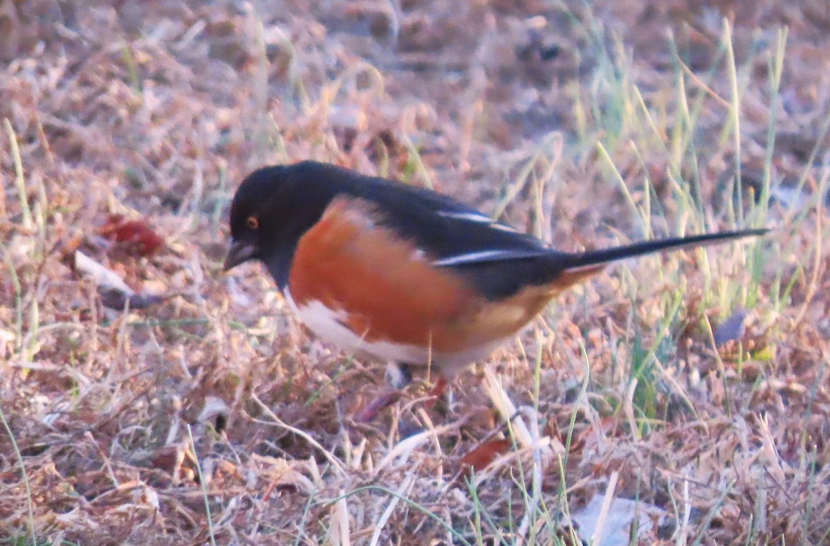 pipilo rudooký - ML615190016