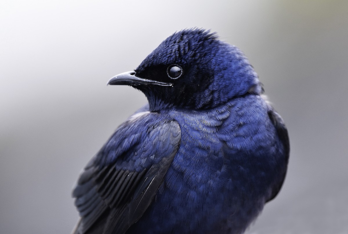 Purple Martin - ML615190042