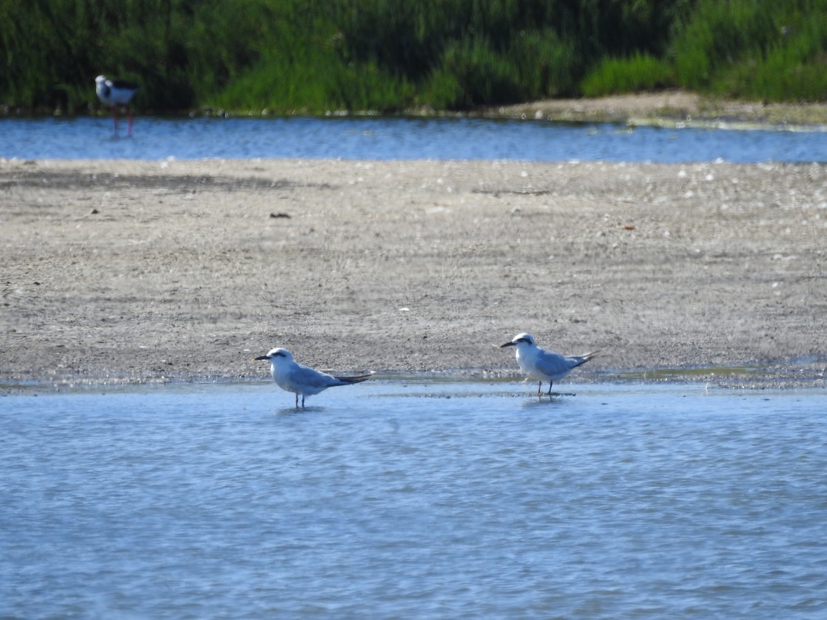 Snowy-crowned Tern - ML615190047