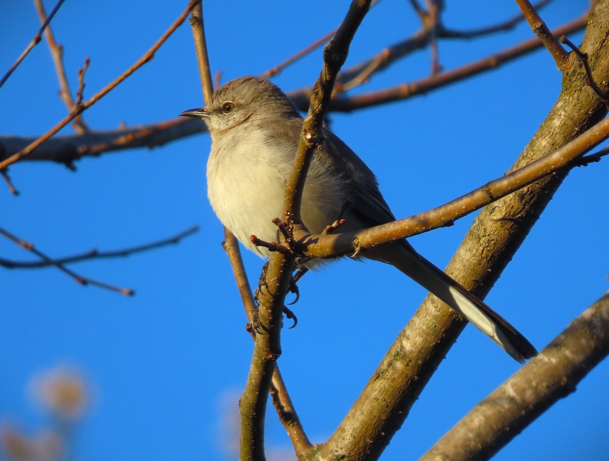 Northern Mockingbird - ML615190065