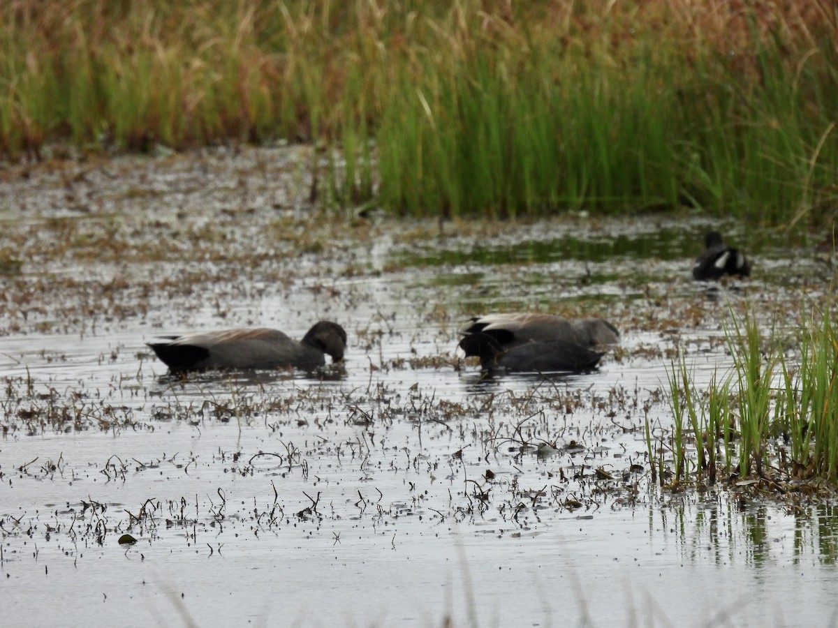 Gadwall - ML615190066