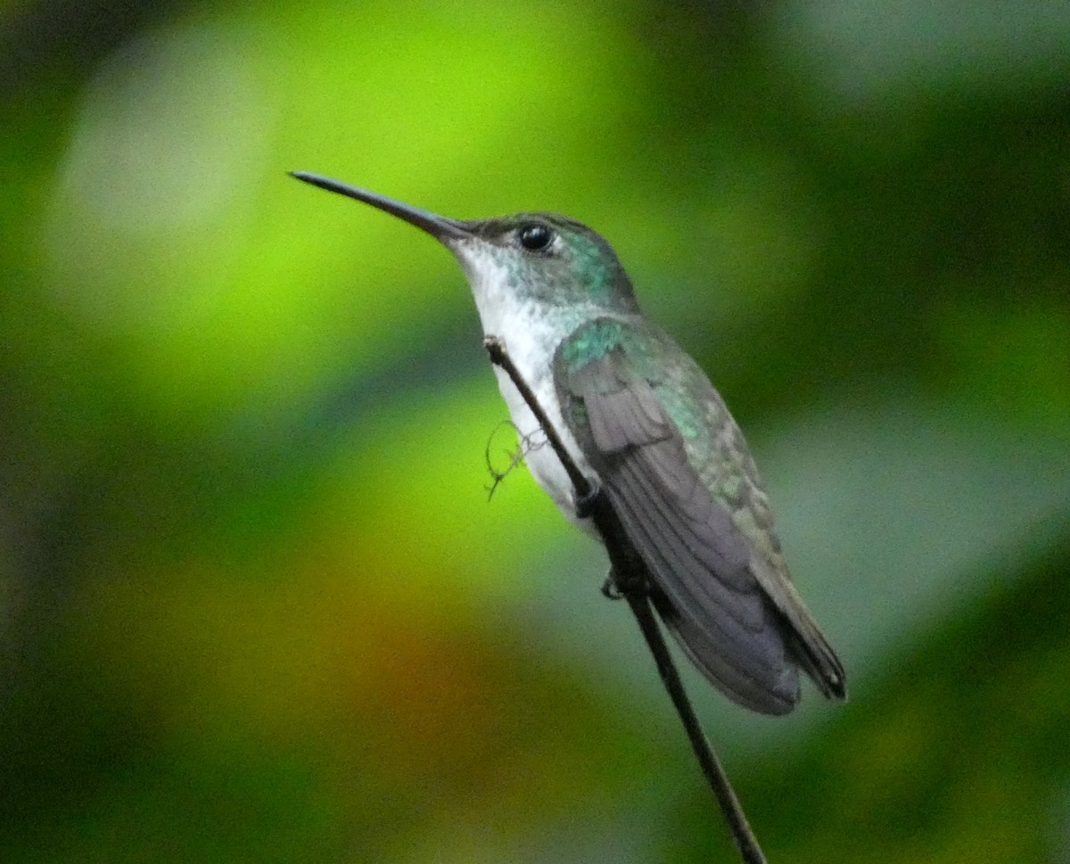 White-bellied Emerald - ML615190149