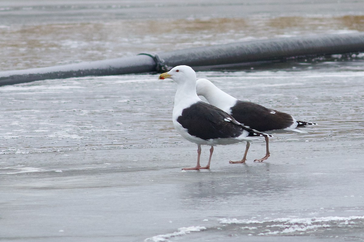 Great Black-backed Gull - ML615190150