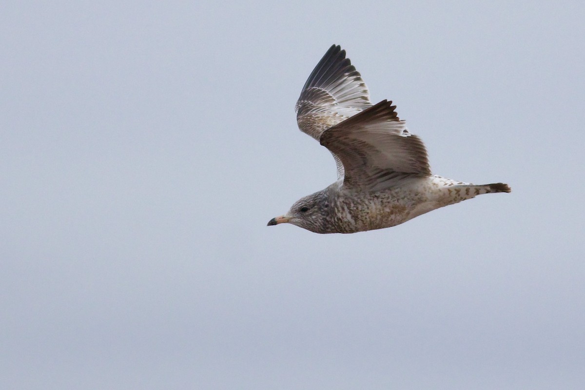 Ring-billed Gull - ML615190156