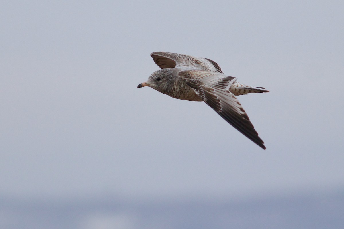 Ring-billed Gull - ML615190157