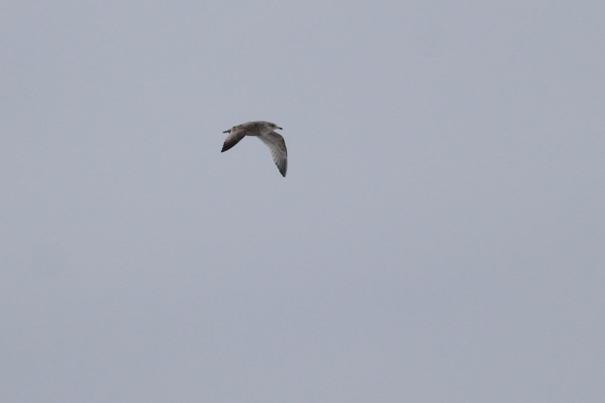 American Herring Gull - ML615190159