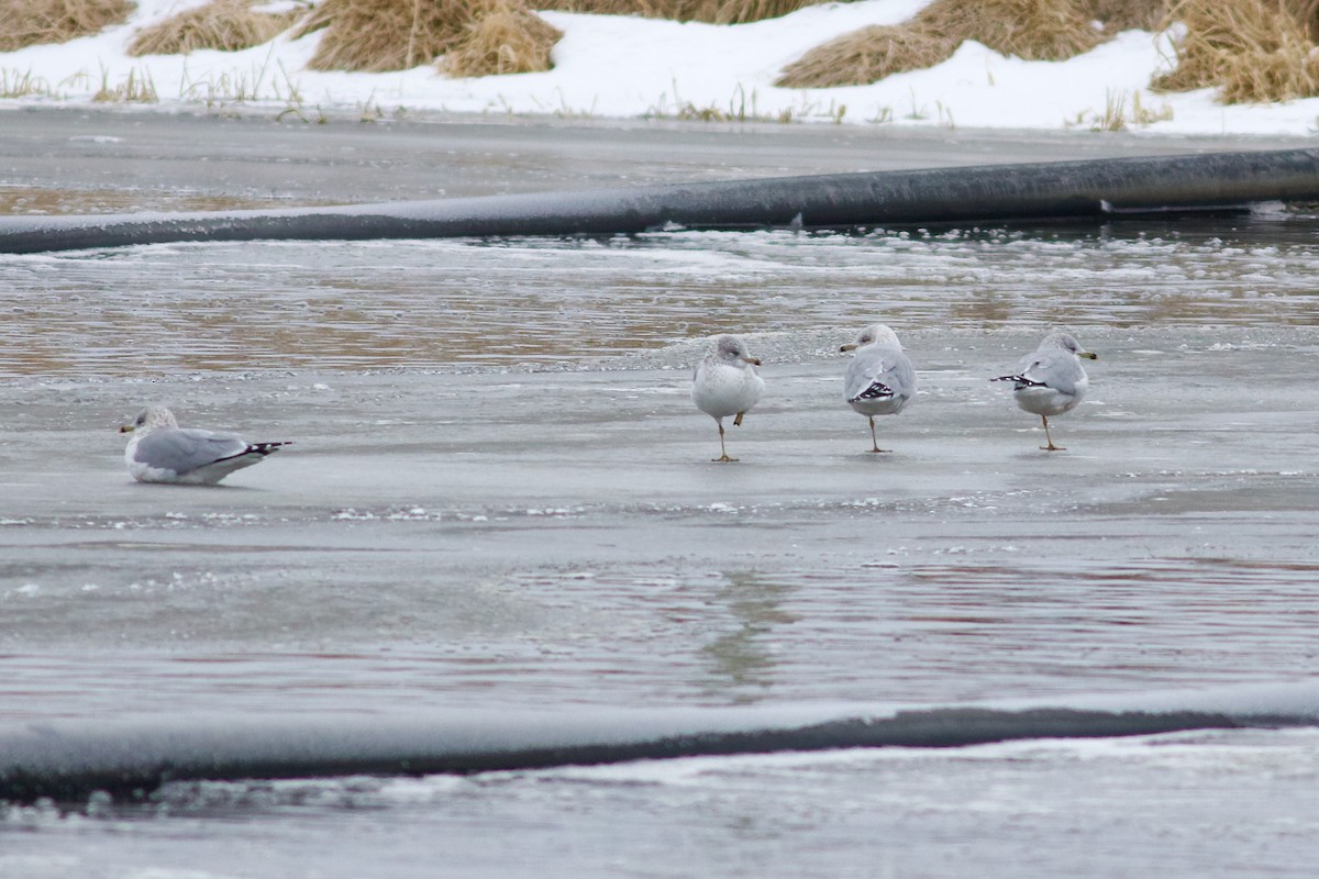 Ring-billed Gull - ML615190160