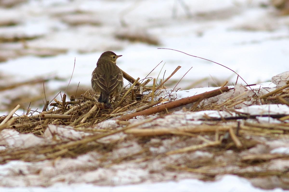 American Pipit - ML615190178